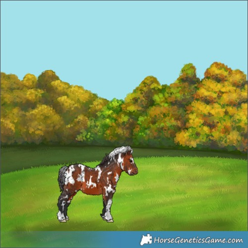Horse Color:White Spotted Brown 