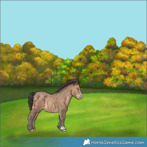 Horse Color:Sable Champagne 