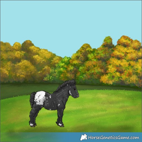 Horse Color:White Spotted Black Appaloosa 