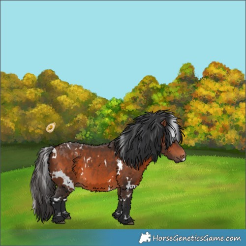 Horse Color:White Spotted Bay 