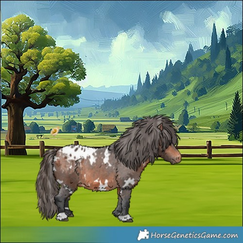 Horse Color:White Spotted Bay Appaloosa 