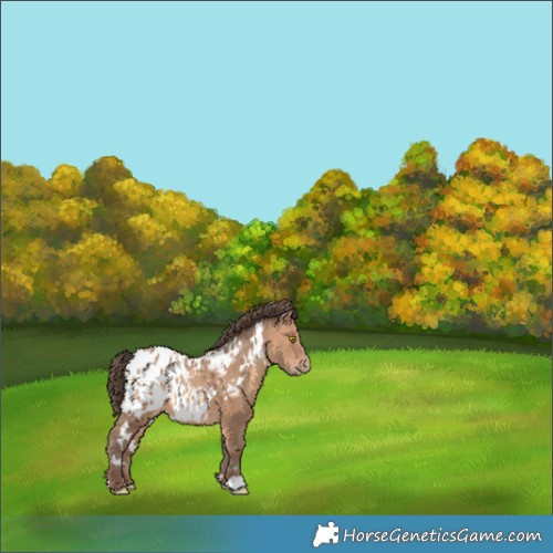 Horse Color:White Spotted Sable Champagne Appaloosa 