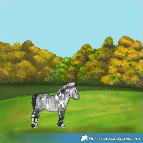 Horse Color:White Spotted Bay Chinchilla 