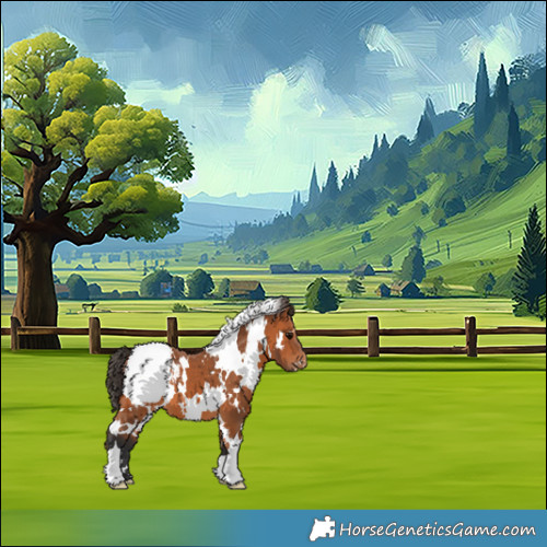 Horse Color:White Spotted Bay Appaloosa 