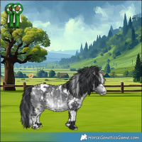 Horse Color:White Spotted Bay Chinchilla 