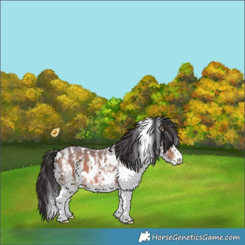 Horse Color:White Spotted Brown 