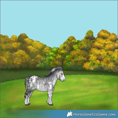 Horse Color:White Spotted Bay Chinchilla Appaloosa 