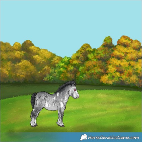 Horse Color:White Spotted Bay Chinchilla 