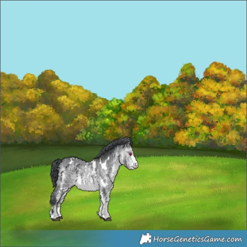 Horse Color:White Spotted Bay Chinchilla 