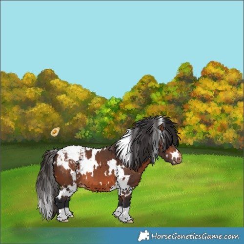 Horse Color:White Spotted Bay Appaloosa 