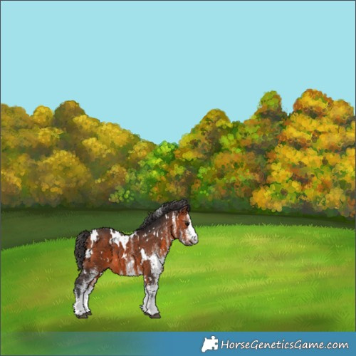 Horse Color:White Spotted Bay 