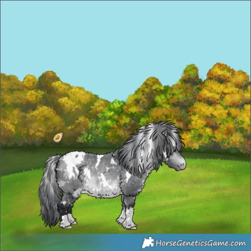 Horse Color:White Spotted Bay Chinchilla Appaloosa 