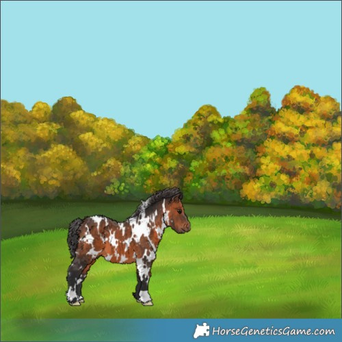 Horse Color:White Spotted Brown 