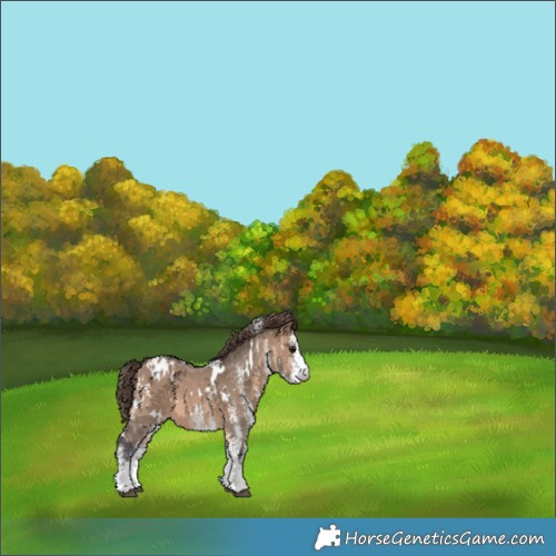 Horse Color:White Spotted Brown Dun Appaloosa 