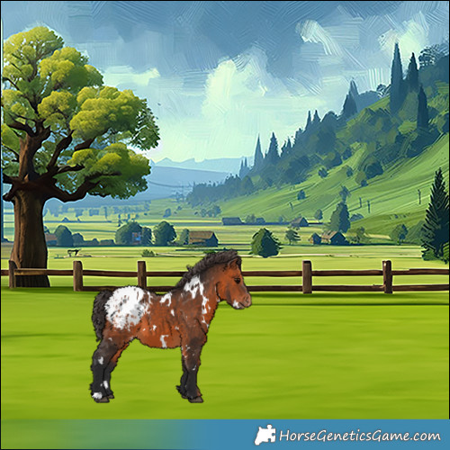 Horse Color:White Spotted Bay Appaloosa 