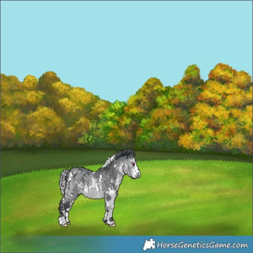 Horse Color:White Spotted Brown Chinchilla 