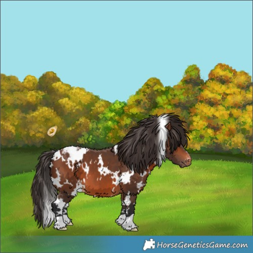 Horse Color:White Spotted Bay Appaloosa 