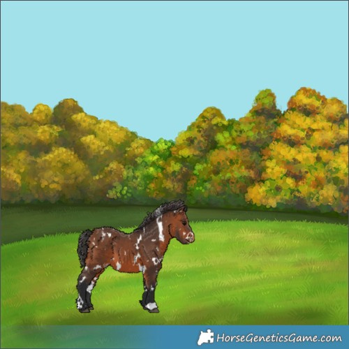 Horse Color:White Spotted Bay Appaloosa 