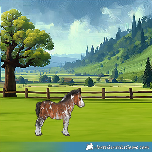 Horse Color:White Spotted Bay 