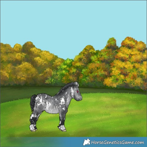 Horse Color:White Spotted Brown Chinchilla 