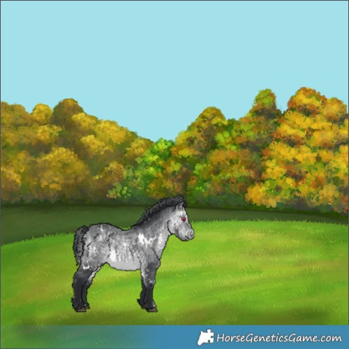 Horse Color:White Spotted Bay Chinchilla 