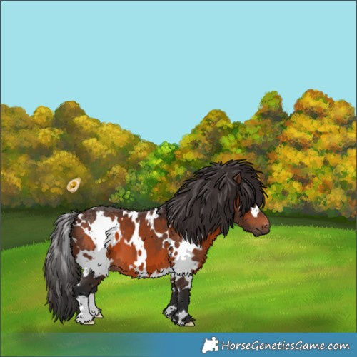 Horse Color:White Spotted Brown 