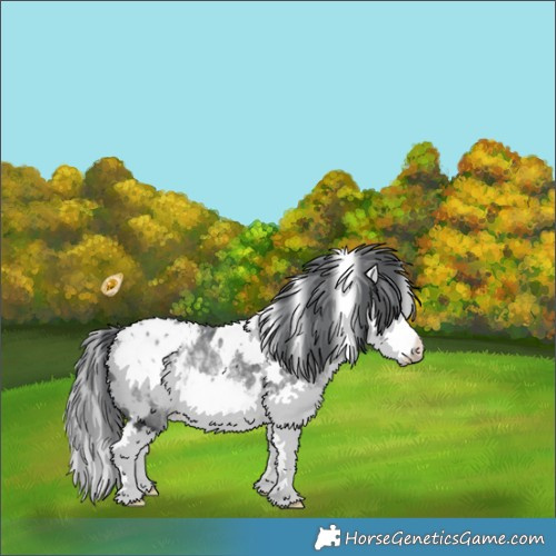 Horse Color:White Spotted Bay Chinchilla Splash Appaloosa 