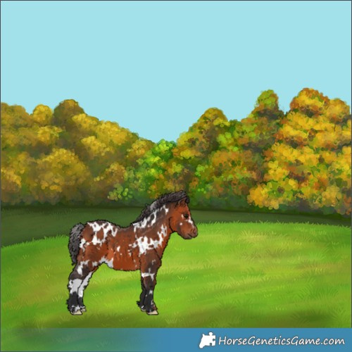 Horse Color:White Spotted Bay 