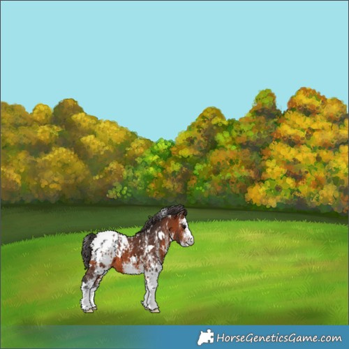Horse Color:White Spotted Bay Appaloosa 