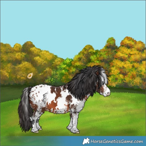 Horse Color:White Spotted Brown Appaloosa 