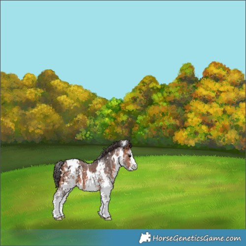 Horse Color:White Spotted Bay Appaloosa 