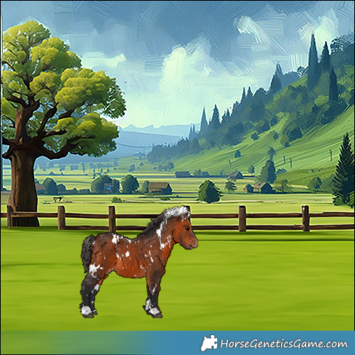 Horse Color:White Spotted Bay Appaloosa 