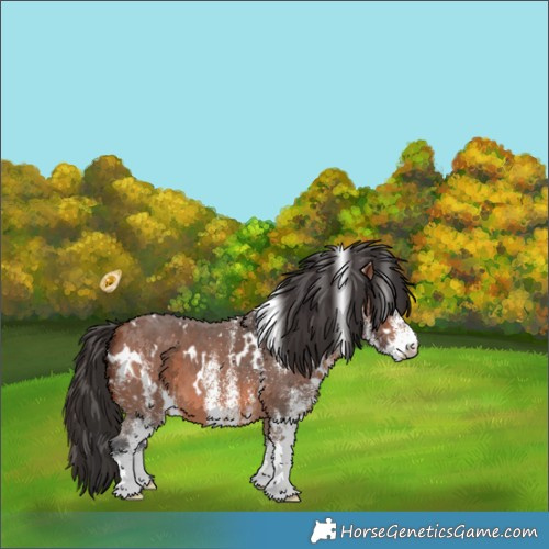 Horse Color:White Spotted Bay Appaloosa 