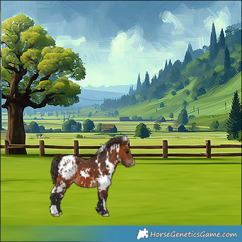 Horse Color:White Spotted Bay Appaloosa 