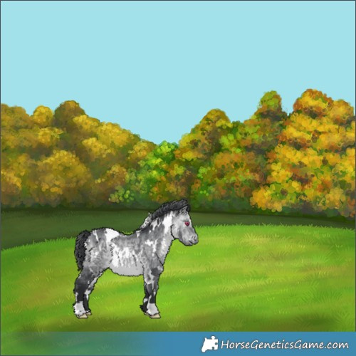 Horse Color:White Spotted Bay Chinchilla 