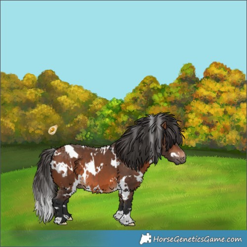 Horse Color:White Spotted Bay 