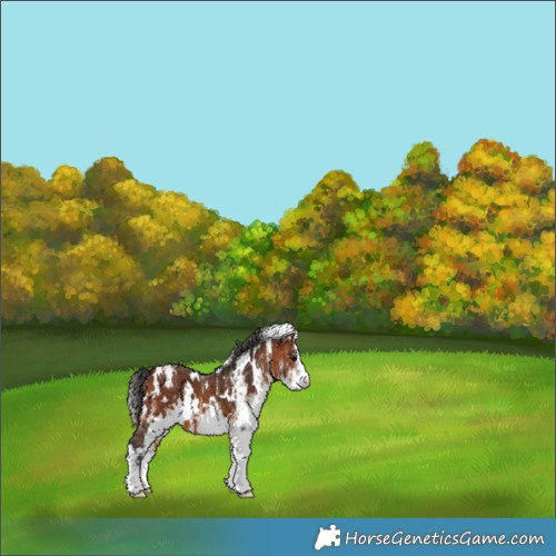 Horse Color:White Spotted Bay Appaloosa 