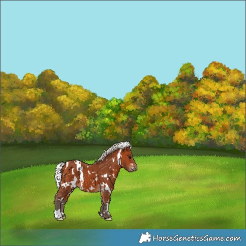 Horse Color:White Spotted Silver Bay 