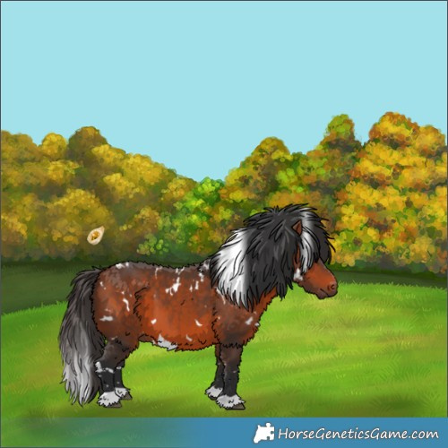 Horse Color:White Spotted Bay 