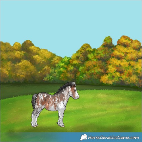 Horse Color:White Spotted Brown 