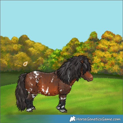 Horse Color:White Spotted Bay Appaloosa 