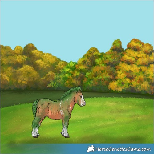 Horse Color:Watercolor White Spotted Bay 