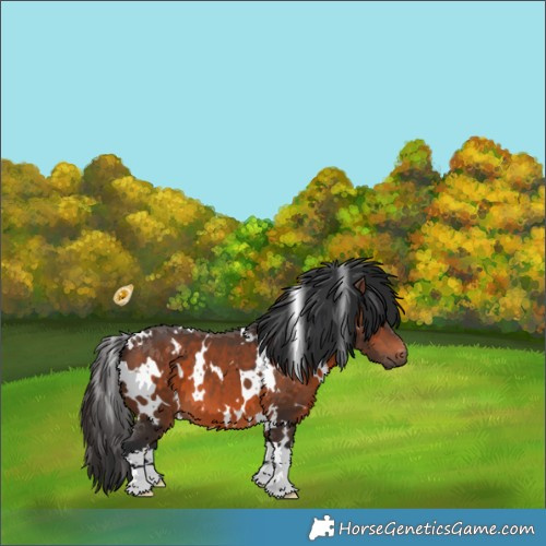 Horse Color:White Spotted Brown 