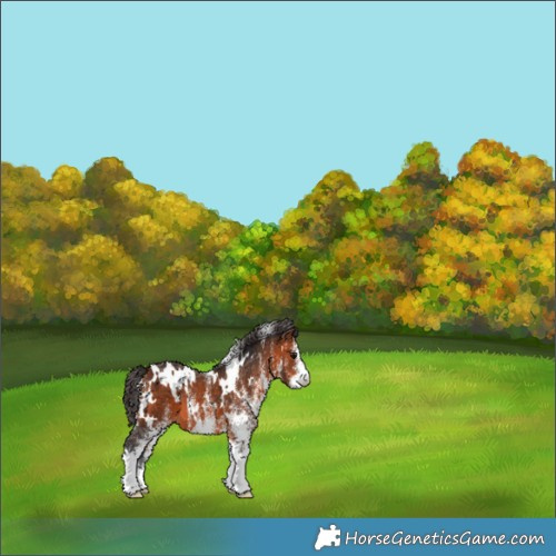 Horse Color:White Spotted Bay Appaloosa 