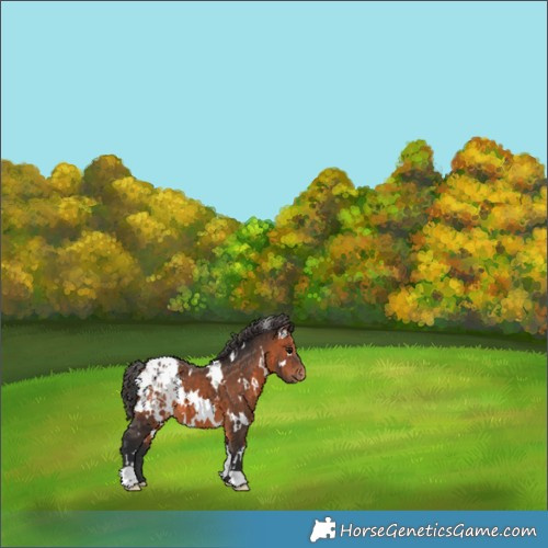 Horse Color:White Spotted Bay Appaloosa 