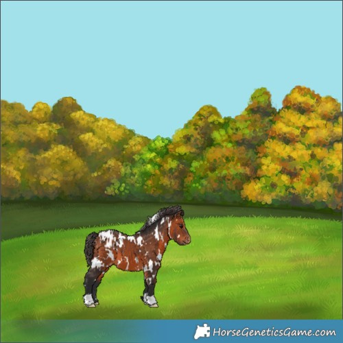 Horse Color:White Spotted Bay Blanket 