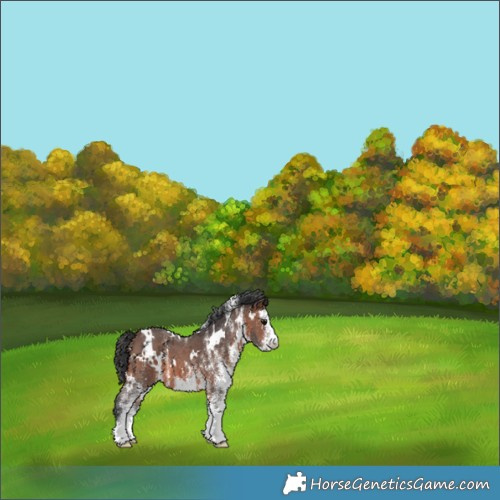 Horse Color:White Spotted Brown 