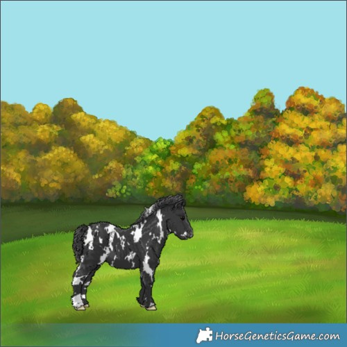 Horse Color:White Spotted Black Appaloosa 