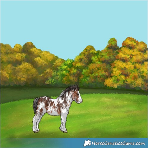 Horse Color:White Spotted Brown 