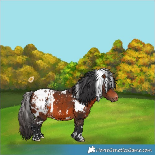 Horse Color:White Spotted Bay Appaloosa 